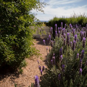 Venue-photos-flowers